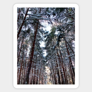 View at the Sormovsky Park in Nizhny Novgorod with pine trees and snow Sticker